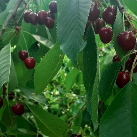 Le Palmine