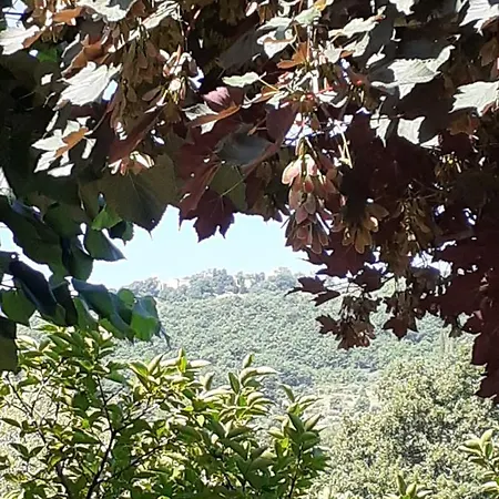 Le Palmine Casa vacanze *